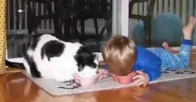 Times have changed. Now cats are not dogs, but..