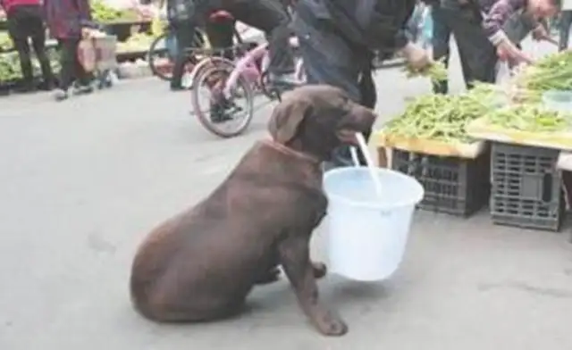 Every time a dog buys fruit and water, the passers-by wants to buy it at a high price, but it's rejected