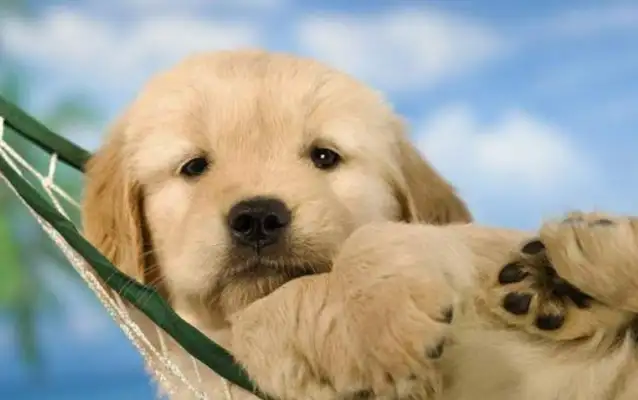 The company was accused of diverting air transport to land while the dog was on the way