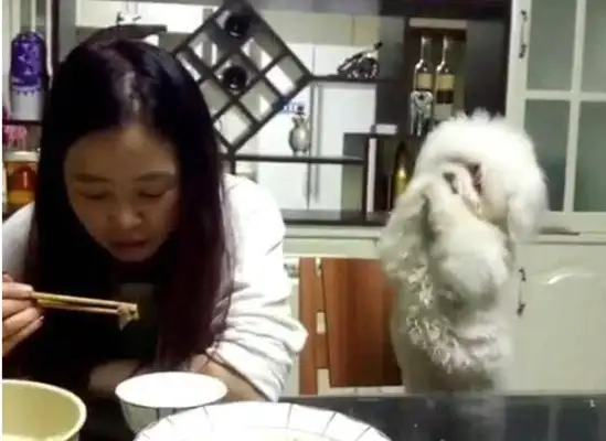 The master doesn't care about the dog. He's dying to give up his hand and finally he's strong