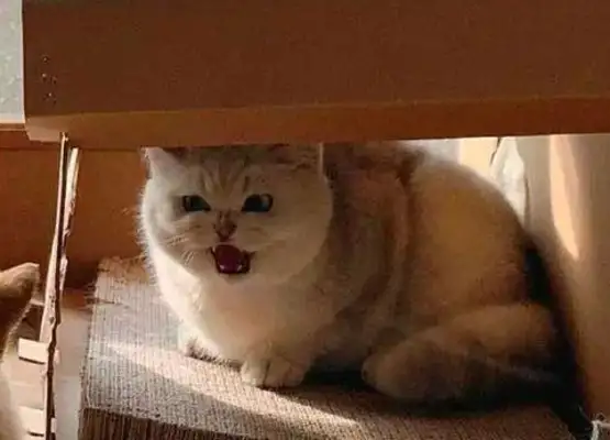 Times have changed. Now cats are not dogs, but..