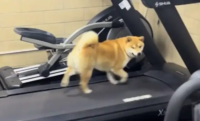 The dog runs on a treadmill. Netizen: Dogs are more disciplined than me