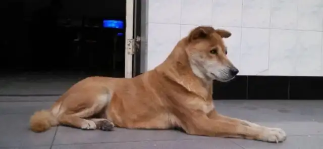 In order to avoid the bullying of the dog, the man made a magic device: