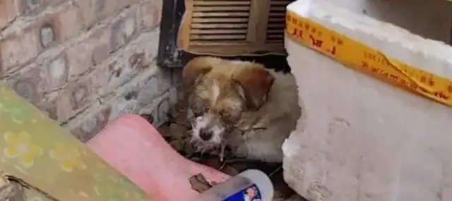 The car accident blinded him, and he kept coming home because he was the dog's mother