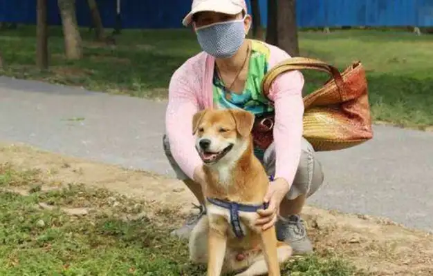 What about the dog at work