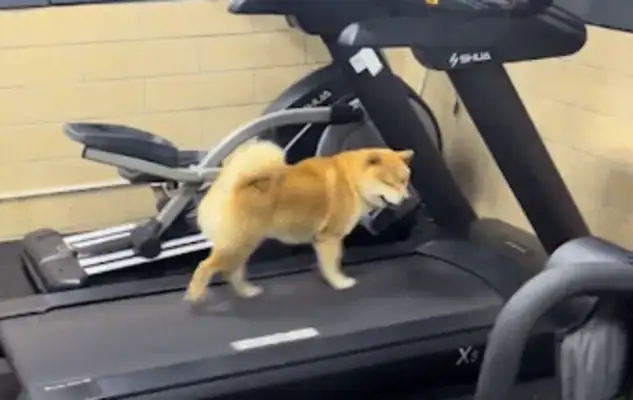 The dog runs on a treadmill. Netizen: Dogs are more disciplined than me