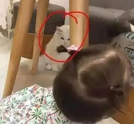Times have changed. Now cats are not dogs, but..