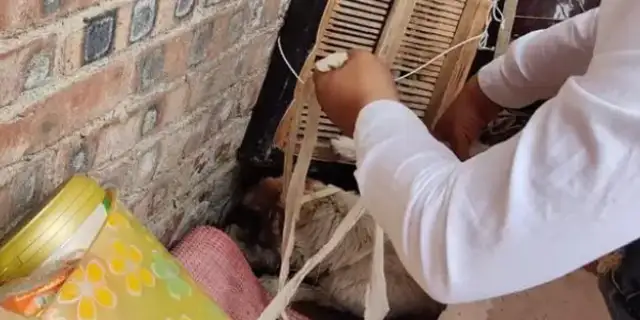 The car accident blinded him, and he kept coming home because he was the dog's mother