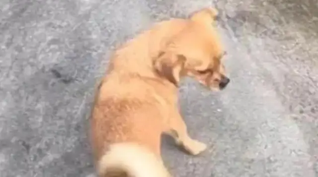 In order to avoid the bullying of the dog, the man made a magic device: