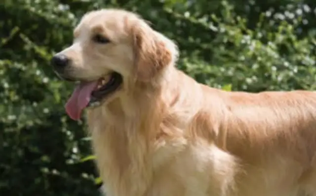 The company was accused of diverting air transport to land while the dog was on the way