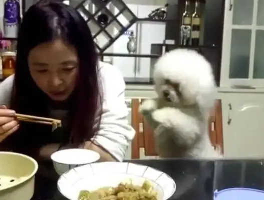 The master doesn't care about the dog. He's dying to give up his hand and finally he's strong