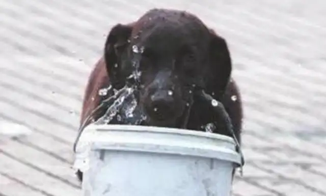 Every time a dog buys fruit and water, the passers-by wants to buy it at a high price, but it's rejected