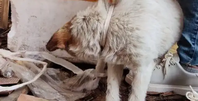 The car accident blinded him, and he kept coming home because he was the dog's mother