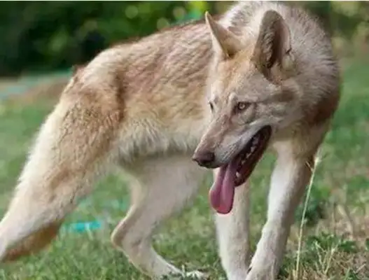 Wolves steal sheep from sheep dogs, the jackals meet and fight immediately, and the camera records are rare