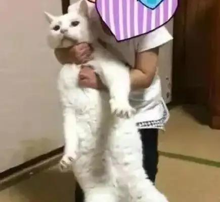 Times have changed. Now cats are not dogs, but..