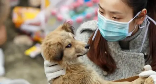 Dog vendors are in jail and punished for 5 million! Do you still eat dog meat like this