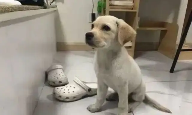 The netizens were woken up by Labrador's screams, and he's asking the master to hold him