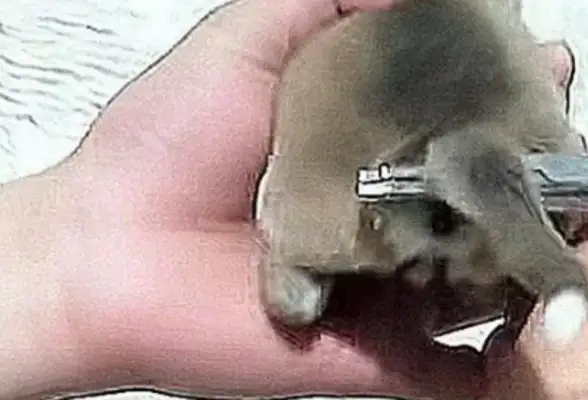 Soon after the dog was born, the master was anxious to end up with scissors