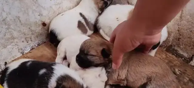 The car accident blinded him, and he kept coming home because he was the dog's mother
