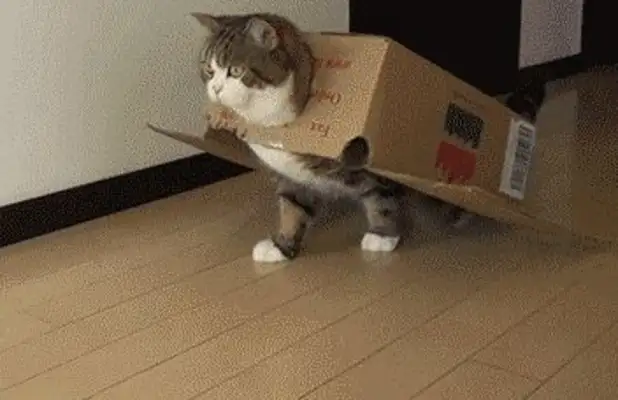 Times have changed. Now cats are not dogs, but..