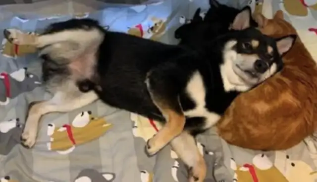 The dog uses the orange cat as a pillow, he leans his head in his arms and he sees the boldest dog