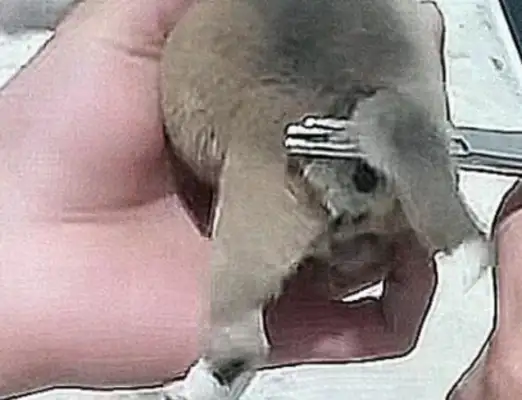 Soon after the dog was born, the master was anxious to end up with scissors