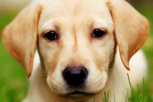 The company was accused of diverting air transport to land while the dog was on the way