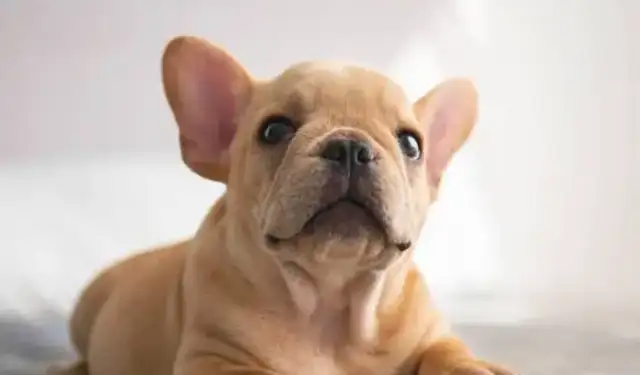 The master didn't want the dog to get in trouble