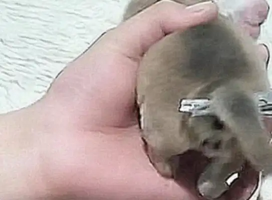 Soon after the dog was born, the master was anxious to end up with scissors