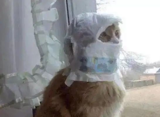 Times have changed. Now cats are not dogs, but..