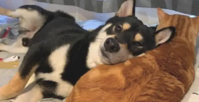 The dog uses the orange cat as a pillow, he leans his head in his arms and he sees the boldest dog
