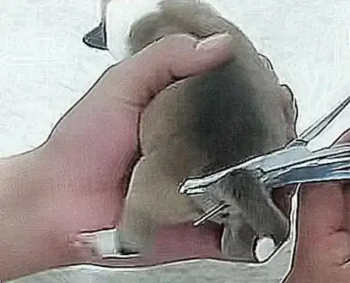 Soon after the dog was born, the master was anxious to end up with scissors