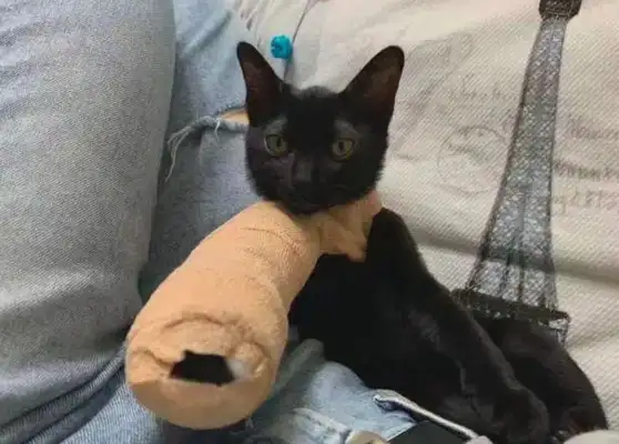 Times have changed. Now cats are not dogs, but..