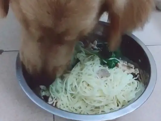 The dog's insinuated with the grub and has no appetite for fresh noodles in the pot