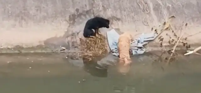 The yellow dog fell into the river, and the black dog jumped to save it