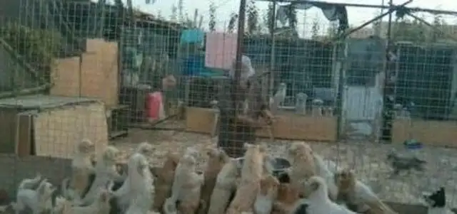 The passing of love, the rescued pup, the brave to save the other dogs!