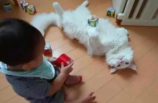 Times have changed. Now cats are not dogs, but..