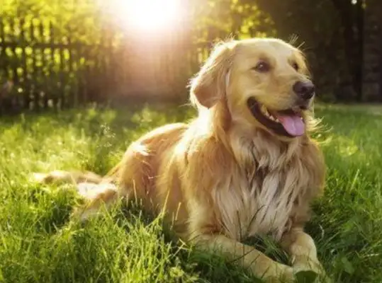 The company was accused of diverting air transport to land while the dog was on the way
