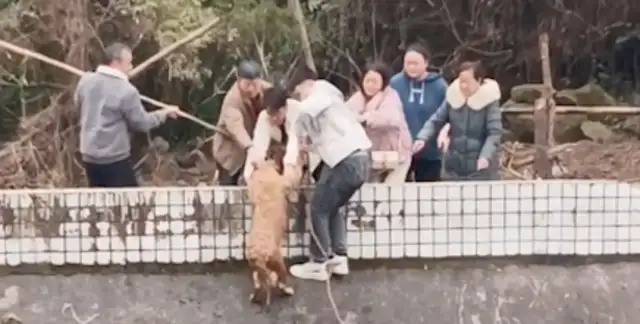 The yellow dog fell into the river, and the black dog jumped to save it