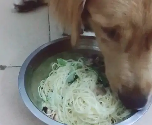 The dog's insinuated with the grub and has no appetite for fresh noodles in the pot