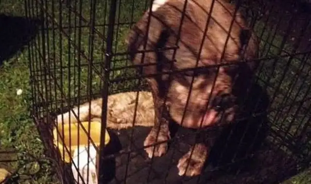 There's been a dog abandonment in England today