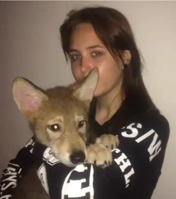 The wolf's nest was taken away, a wolf led home as a dog and discovered the potential of a sniffer dog