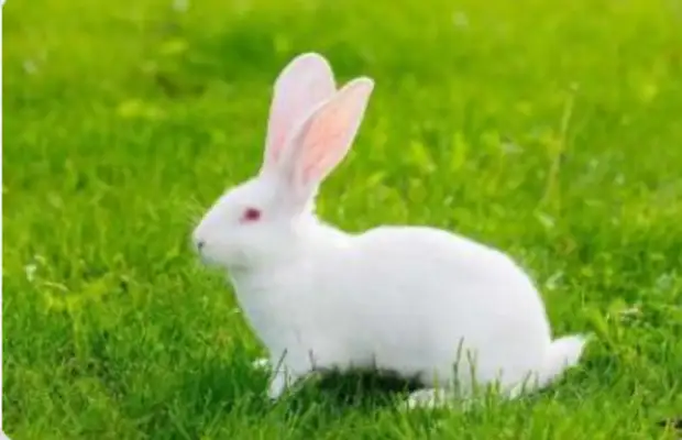 The world's most edible pet rabbit