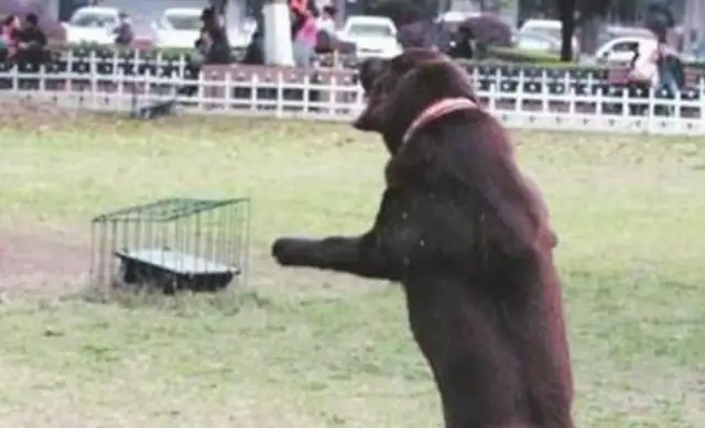 Every time a dog buys fruit and water, the passers-by wants to buy it at a high price, but it's rejected