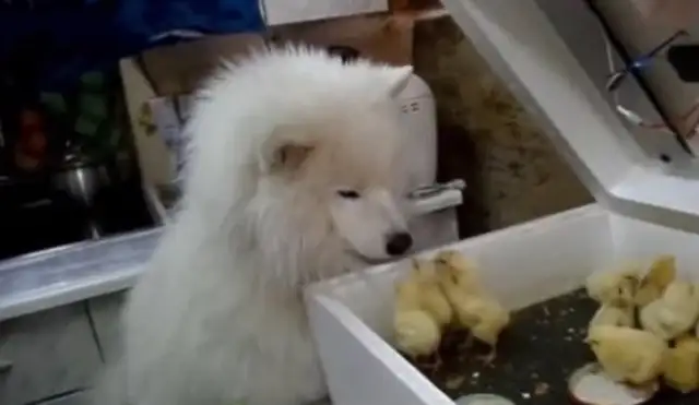The master raised a lot of yellow chickens, but the dogs found them