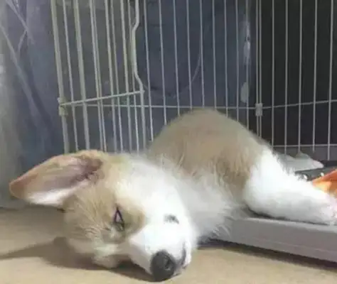 I wanted to buy a dog housekeeper, and then I bought Kirkie to sleep all day long, shoveling shit