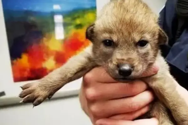 I found the dog and gave it to the police