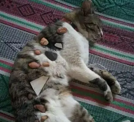 Times have changed. Now cats are not dogs, but..