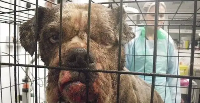 There's been a dog abandonment in England today