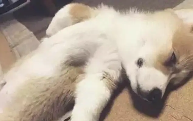 I wanted to buy a dog housekeeper, and then I bought Kirkie to sleep all day long, shoveling shit